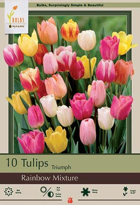 BULB TULIP RAINBOW MX 10/PK