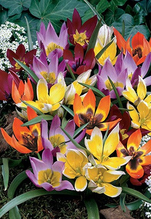 Tulip Wildflower Mixture Bulbs 15/Pack