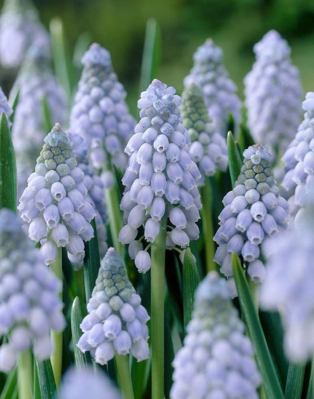 Muscari Valerie Finns Bulbs 20/Pack