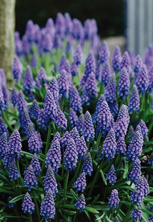 Muscari Grape Hyacinths Bulbs 25/Pack