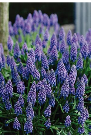 BULB, MUSCARI ARMENIACUM 25/PK