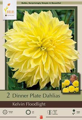 BULB,DAHLIA DINNER PLATE KELV