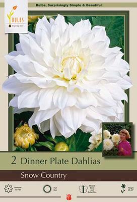 Dahlia Dinner Plate Snow Country 2 Pack