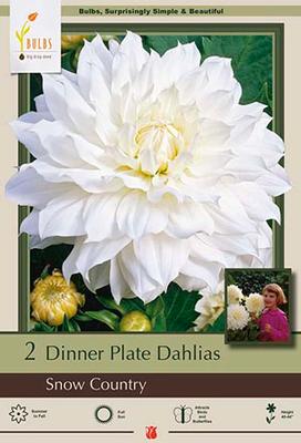 BULB, DAHLIA DINNER PLATE SNOW