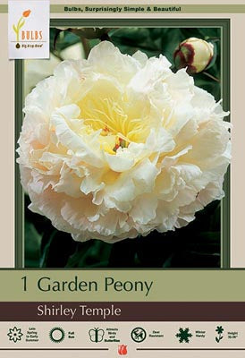 Paeonia Lactiflora Shirley Temple 1 Pack