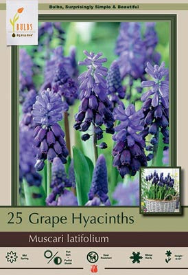 Muscari Latifolium Bulbs 25/Pack