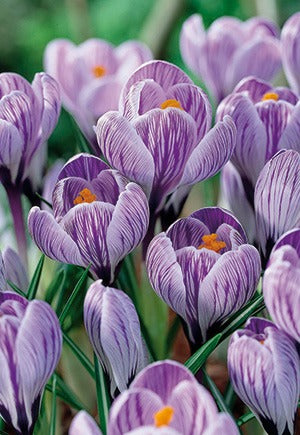 Crocus Pickwick Bulbs 12/Pack