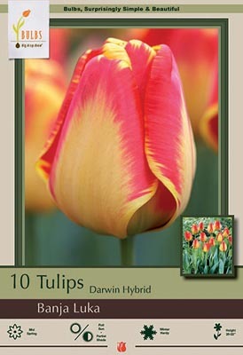 Tulip Banja Luka Bulbs 10/Pack