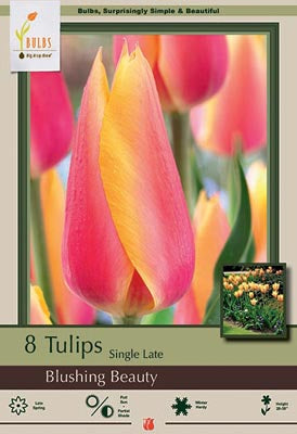 Tulip Blushing Beauty Bulbs 8/Pack