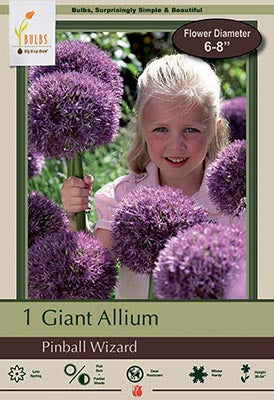 Allium Pinball Wizard Bulb 1/Pack