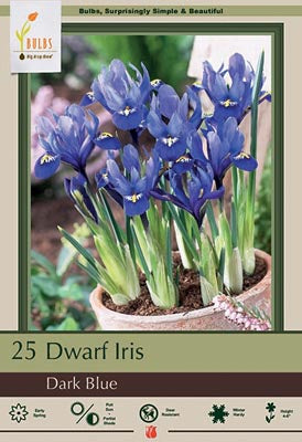 BULB, IRIS DARK BLUE