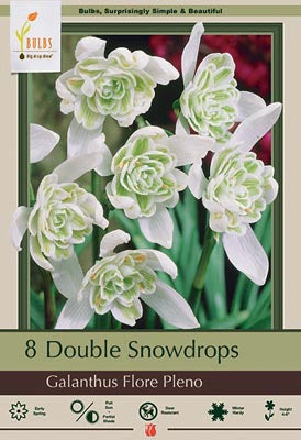 Galanthus Flore Pleno Bulbs 7/.Pack