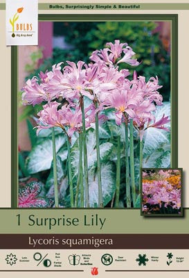 BULB, LYCORIS SQUAMIGERA 1/PK