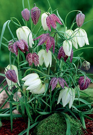 Fritillaria Meleagris Chequered Lily Mixture Bulbs 15/.Pack