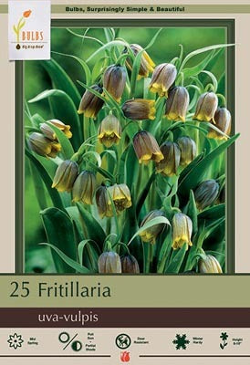 Fritillaria Uva-Vulpis Fox's Grape Bulb 25/pack