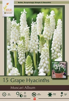 Muscari Album Bulbs 15/Pack