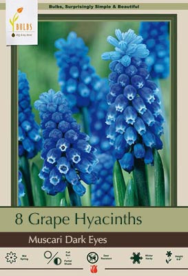 Muscari Dark Eyes Bulbs 12/Pack