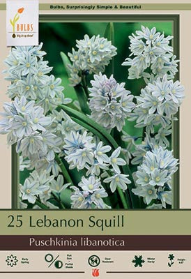 Puschkinia Lebanon Squill Bulbs 25/.Pack