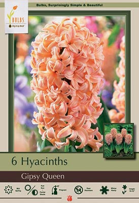 Hyacinth, Gypsy Queen Bulbs 5/Pack