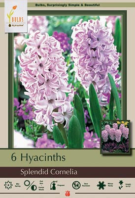 BULB, HYACINTH SPLENDID CORNEL