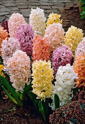 Hyacinth, Easter Joy Mixture Bulbs 5/Pack