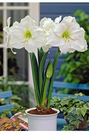 DeVroomen Hippeastrum Amaryllis Christmas Gift Bulb 1/Pack