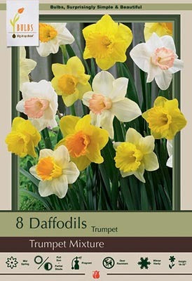 Narcissus Trumpet Mixture Bulbs 8/Pack