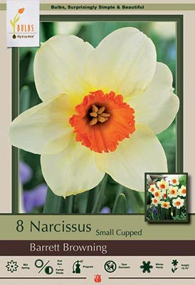 BULB NARCSSUS BARRTT BRWNNG 8/