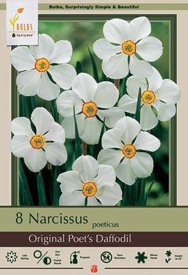 Narcissus Original Poet's Daffodil Bulbs 8/Pack