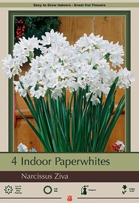 Narcissus Paperwhite Ziva Bulbs 4/Pack