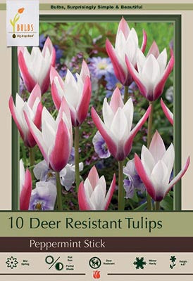 BULB TULIP PEPPERMNT STK 10/PK