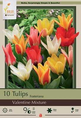 BULB TULIP VALENTINE MIX 10/PK