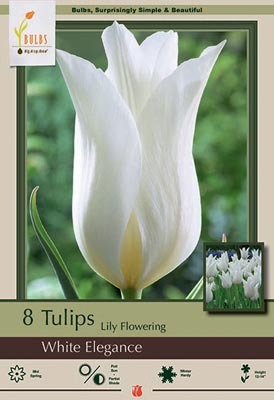 Tulip White Elegance Bulbs 8/Pack