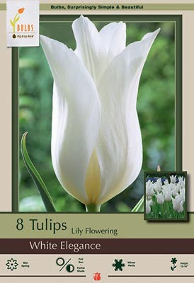 BULB TULIP WHITE ELEGANCE 10/P