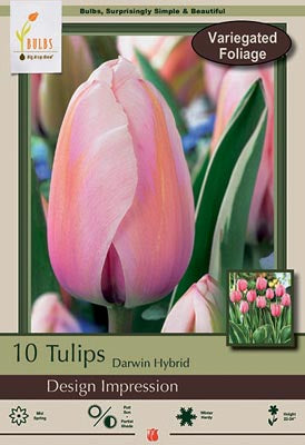 Tulip Design Impression Bulbs 10/Pack