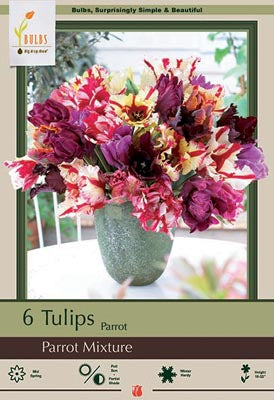 BULB, TULIP PARROT MIX 6/PK