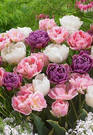 Tulip Double Dutch Blend Bulbs 12/Pack