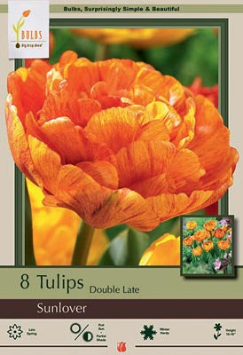 Tulip Sunlover Bulbs 8/Pack