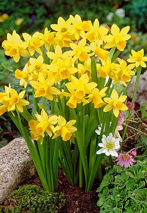 Narcissus Tete A Tete Bulbs 7/Pack