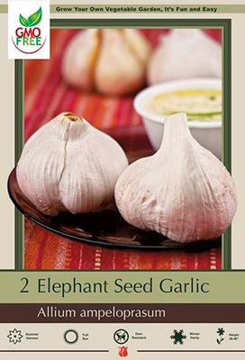 Allium Garlic Elephant Bulb 1/.Pack