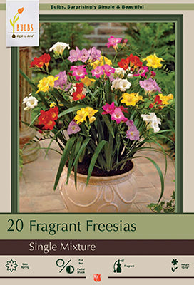 Freesia Single Mixture 15 Pack