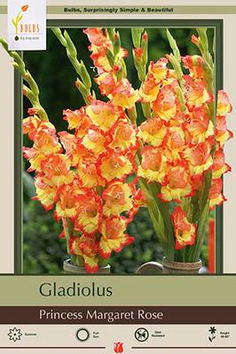 BULB, GLADIOLUS LARGE PRINCESS