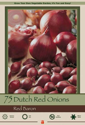 BULB, DUTCH ONION RED PK/75