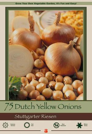 BULB, DUTCH ONION STUTTGARTER