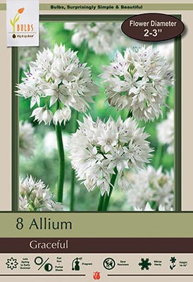 Allium Graceful Beauty Bulbs 8/Pack