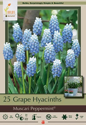 Muscari Peppermint Bulbs 25/Pack