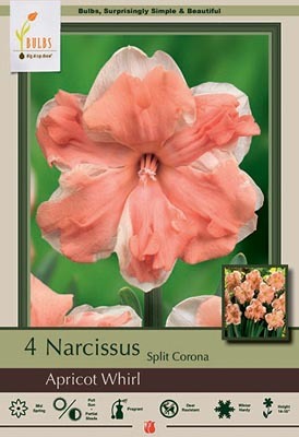 Narcissus Apricot Whirl Bulbs 4/Pack