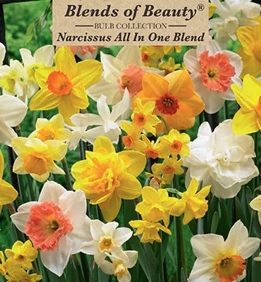 Narcissus All In One Blend Bulbs 12/Pack