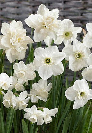 Narcissus All White Blend Bulbs 12/Pack