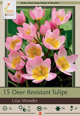 Tulip Lilac Wonder Bulbs 15/Pack